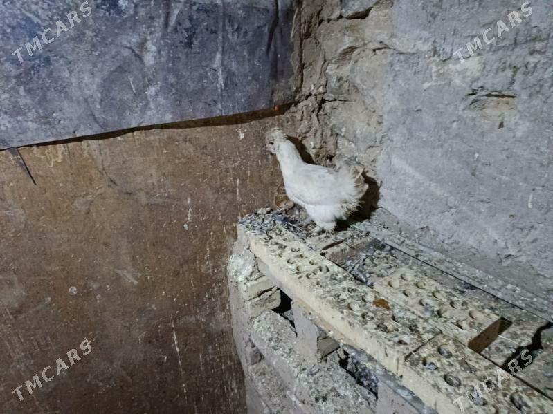 Towuk. - Gyzylarbat - img 6