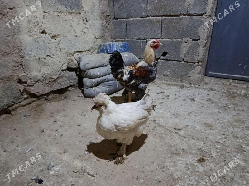 Towuk. - Gyzylarbat - img 7