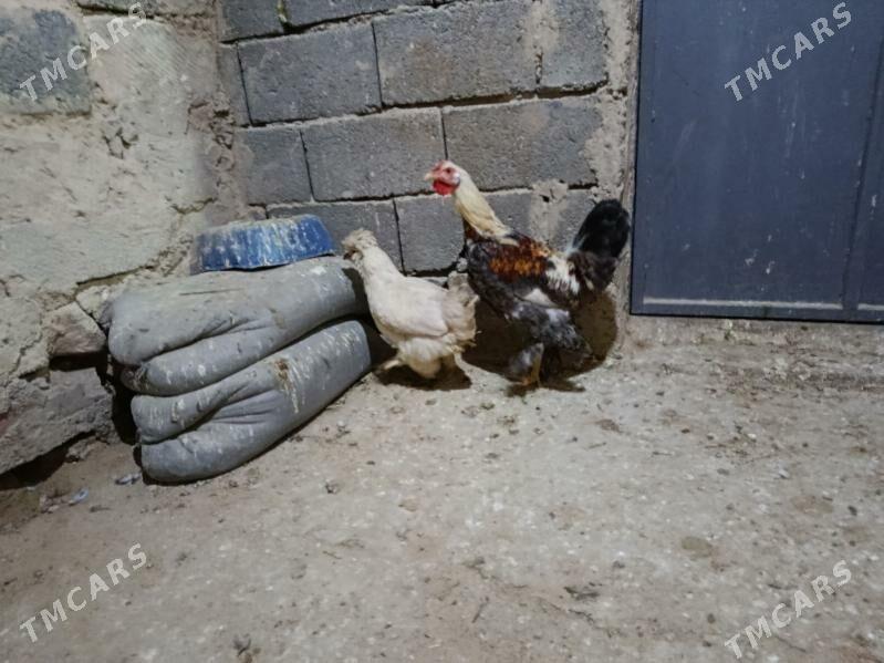 Towuk. - Gyzylarbat - img 2