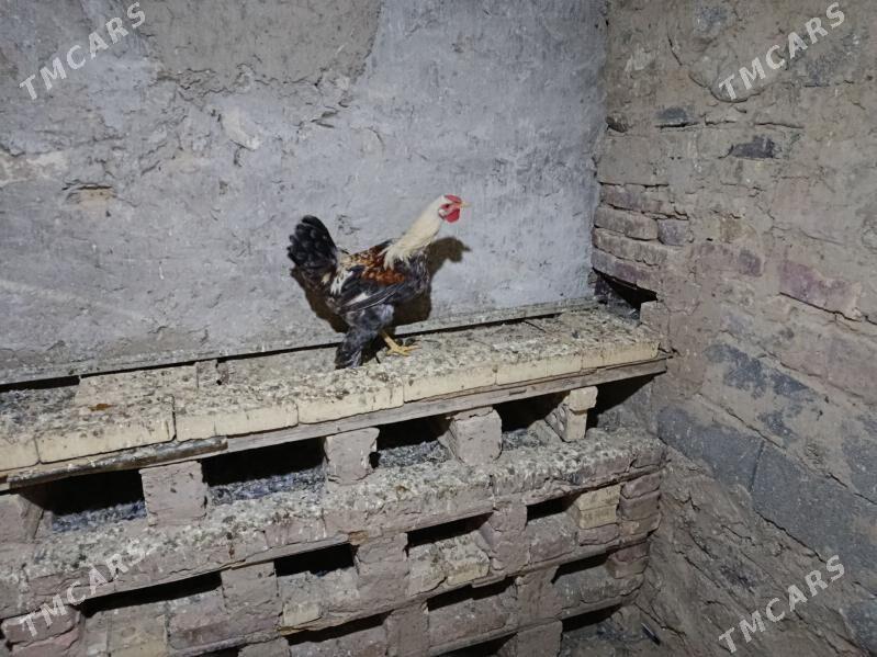 Towuk. - Gyzylarbat - img 3