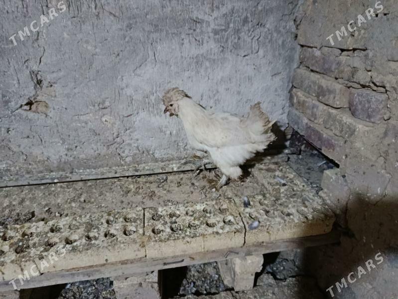 Towuk. - Gyzylarbat - img 5