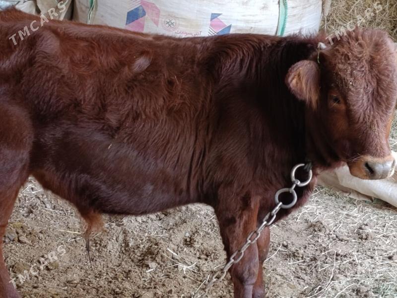 okuz - Мары - img 2