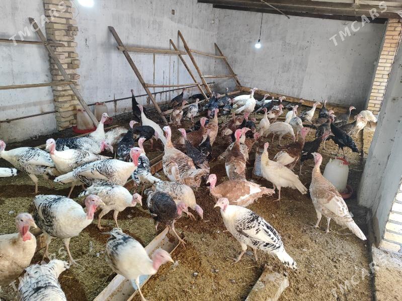 Induk - Туркменгала - img 2