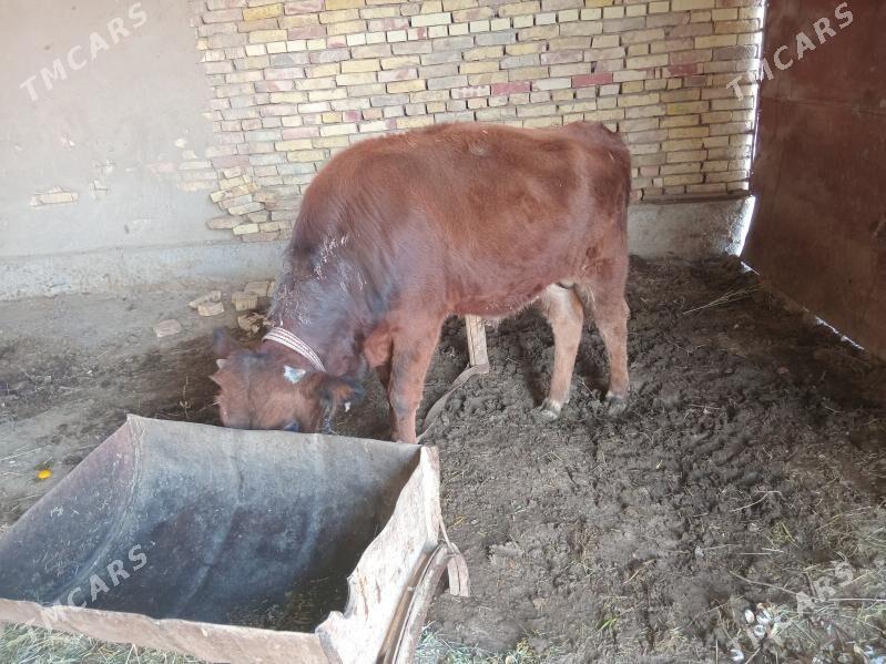 Gole 1 yasan - Sakarçäge - img 2