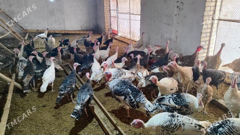 Induk - Туркменгала - img 3