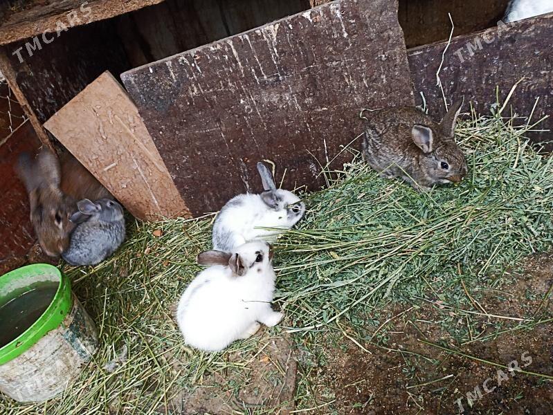 TOWSAN BAR ULY KIÇI - Бахарден - img 6