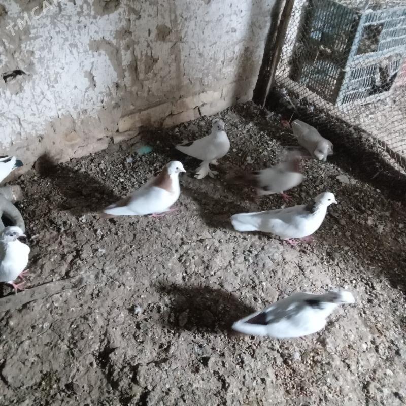 kepderi - Мары - img 2