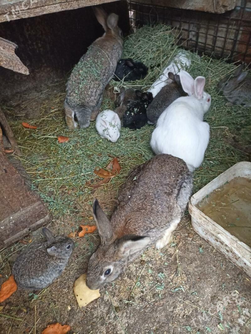 TOWSAN BAR ULY KIÇI - Бахарден - img 5