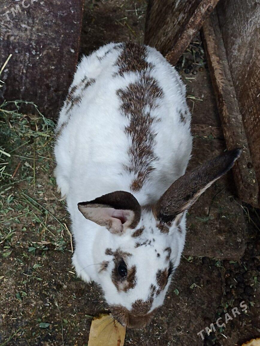 TOWSAN BAR ULY KIÇI - Бахарден - img 2