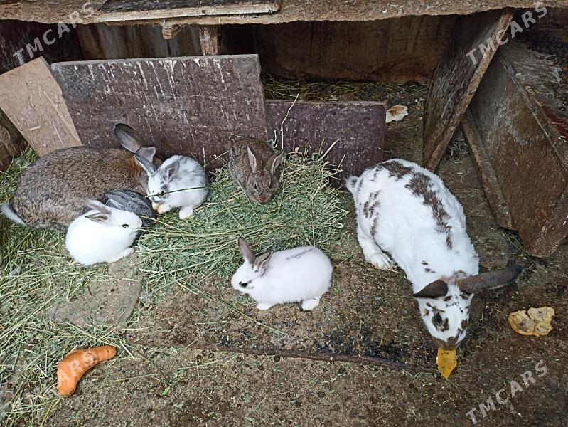 TOWSAN BAR ULY KIÇI - Бахарден - img 4