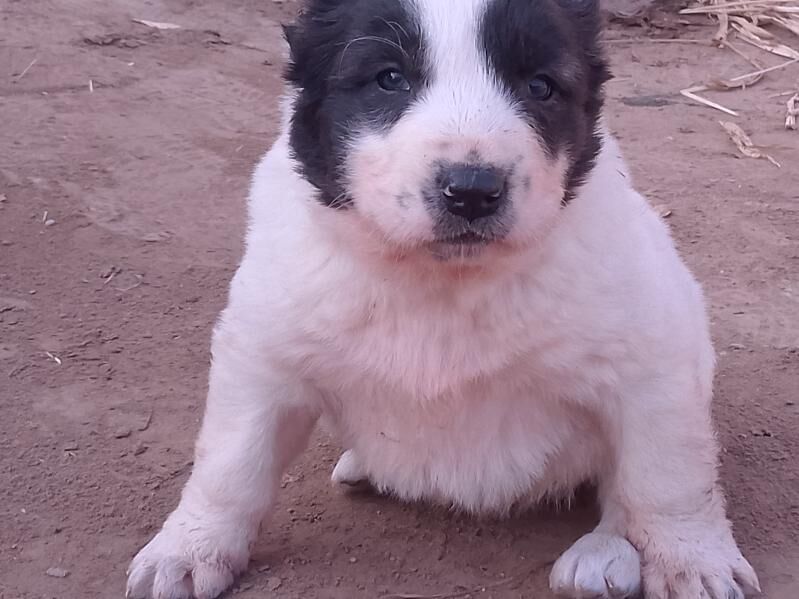 alabay - Шабатский этрап - img 2