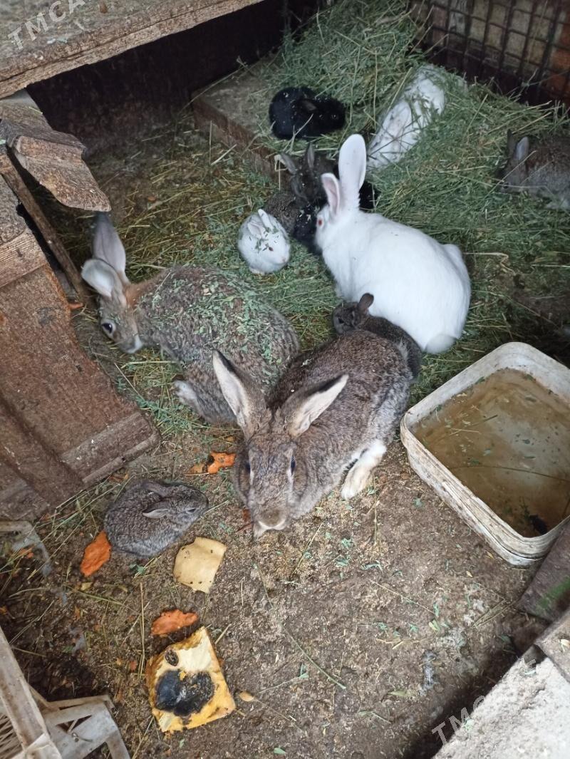 TOWSAN BAR ULY KIÇI - Бахарден - img 7