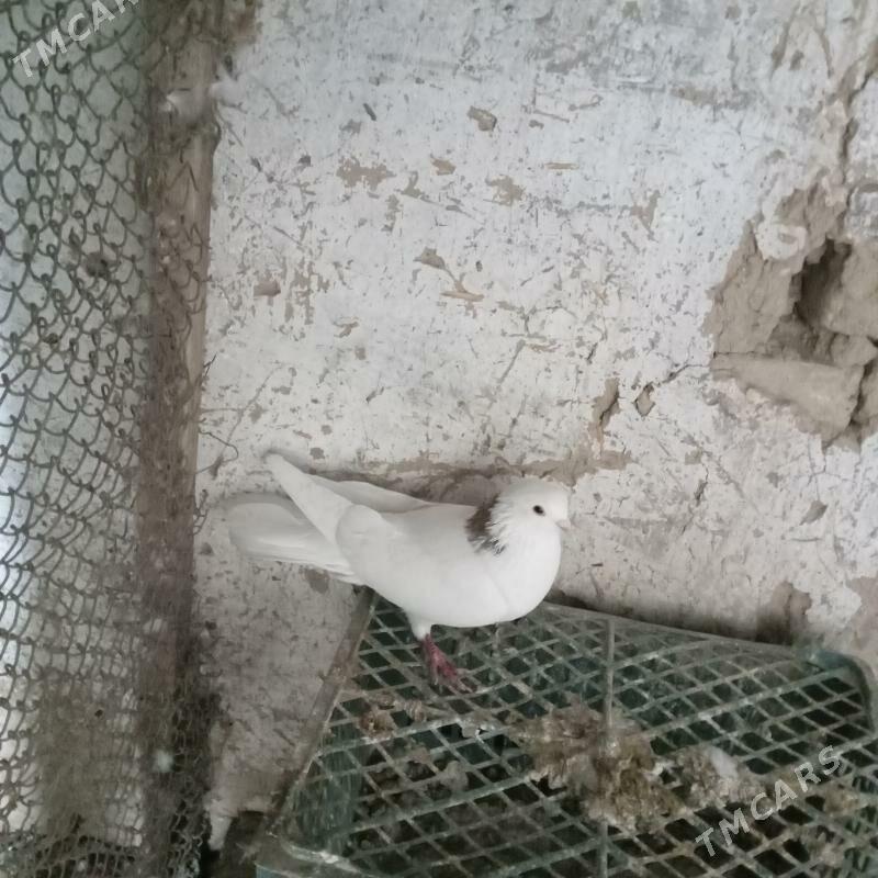 kepderi - Мары - img 3