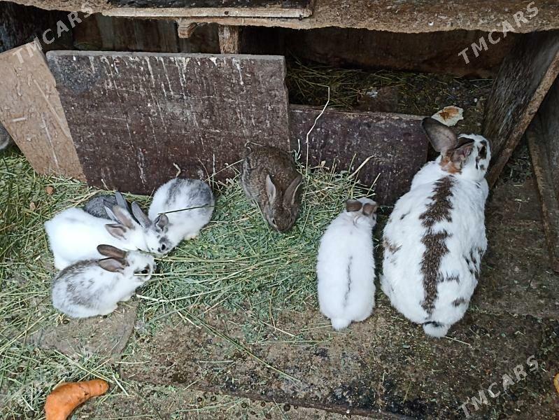 TOWSAN BAR ULY KIÇI - Бахарден - img 3