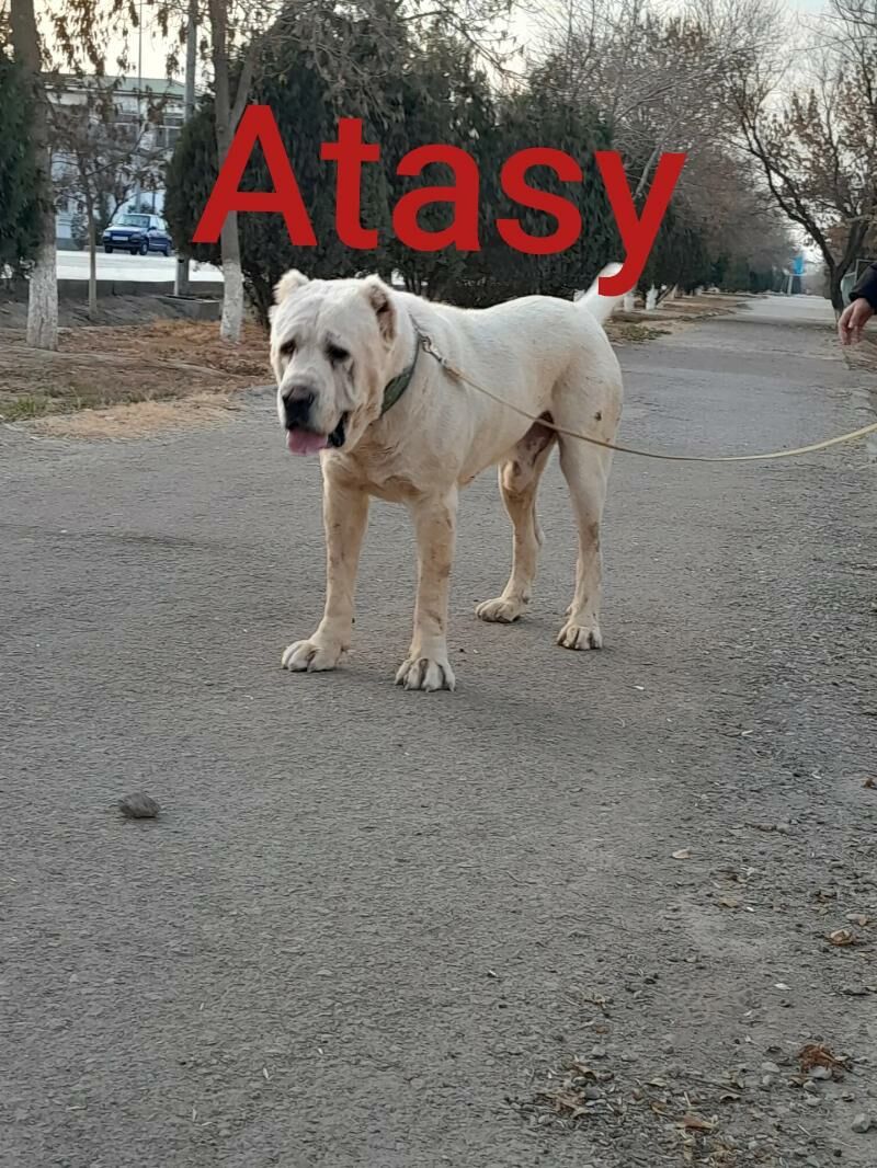 alabay - Шабатский этрап - img 5