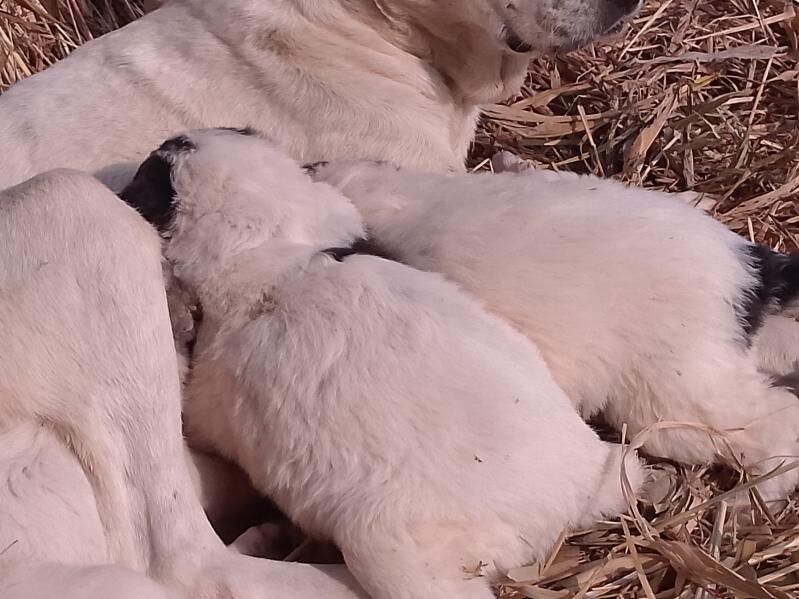 alabay - Шабатский этрап - img 4