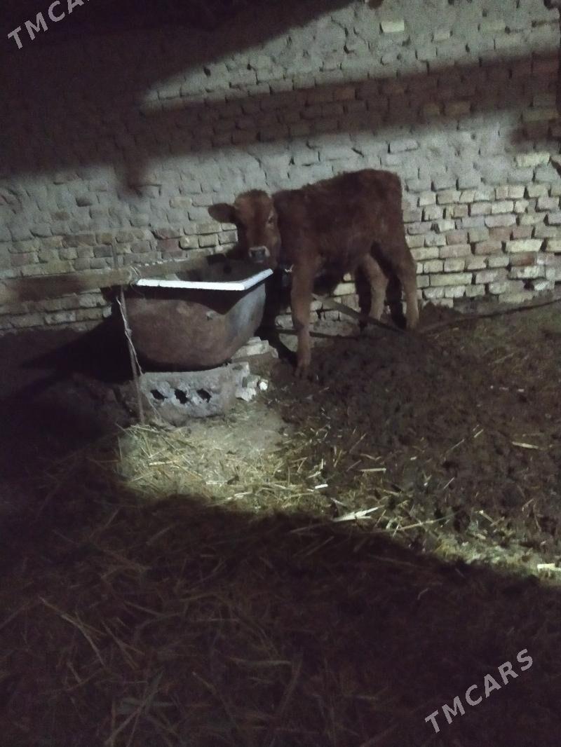 okuzce - Мары - img 4