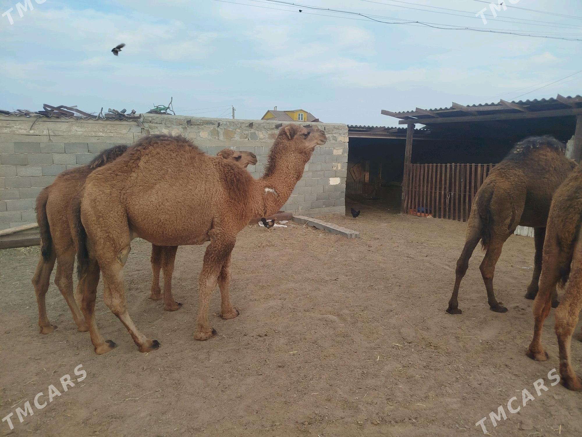 keşer - Bereket - img 4