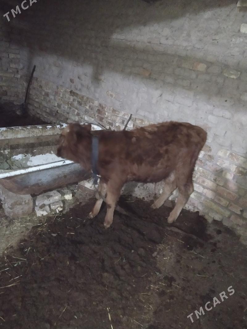 okuzce - Мары - img 3