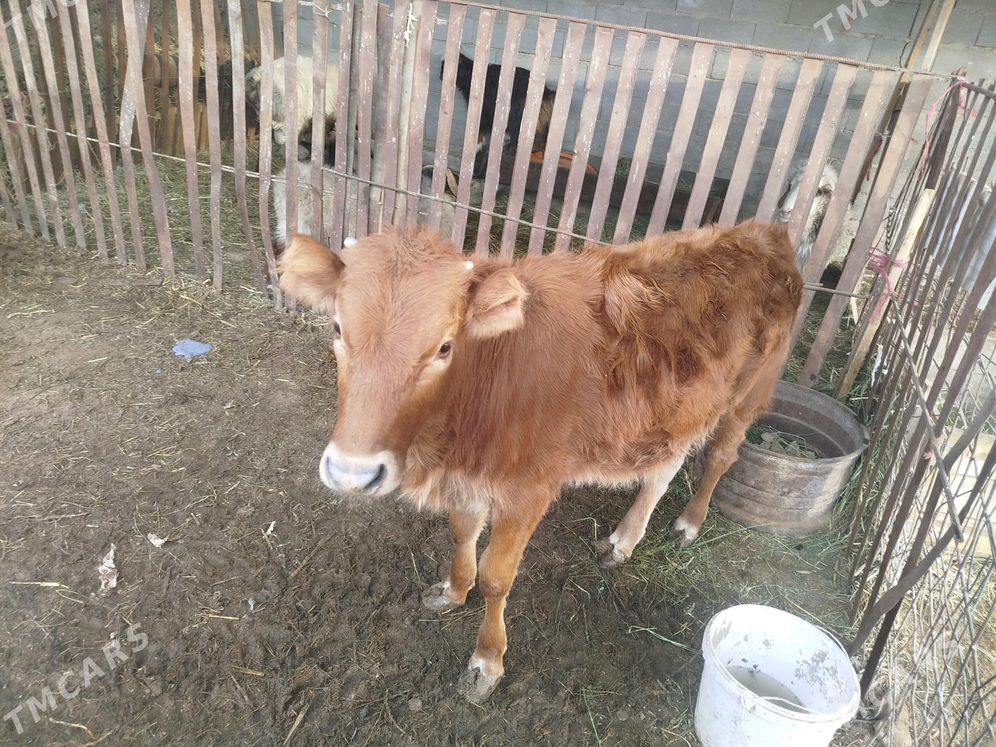 keşer - Bereket - img 7