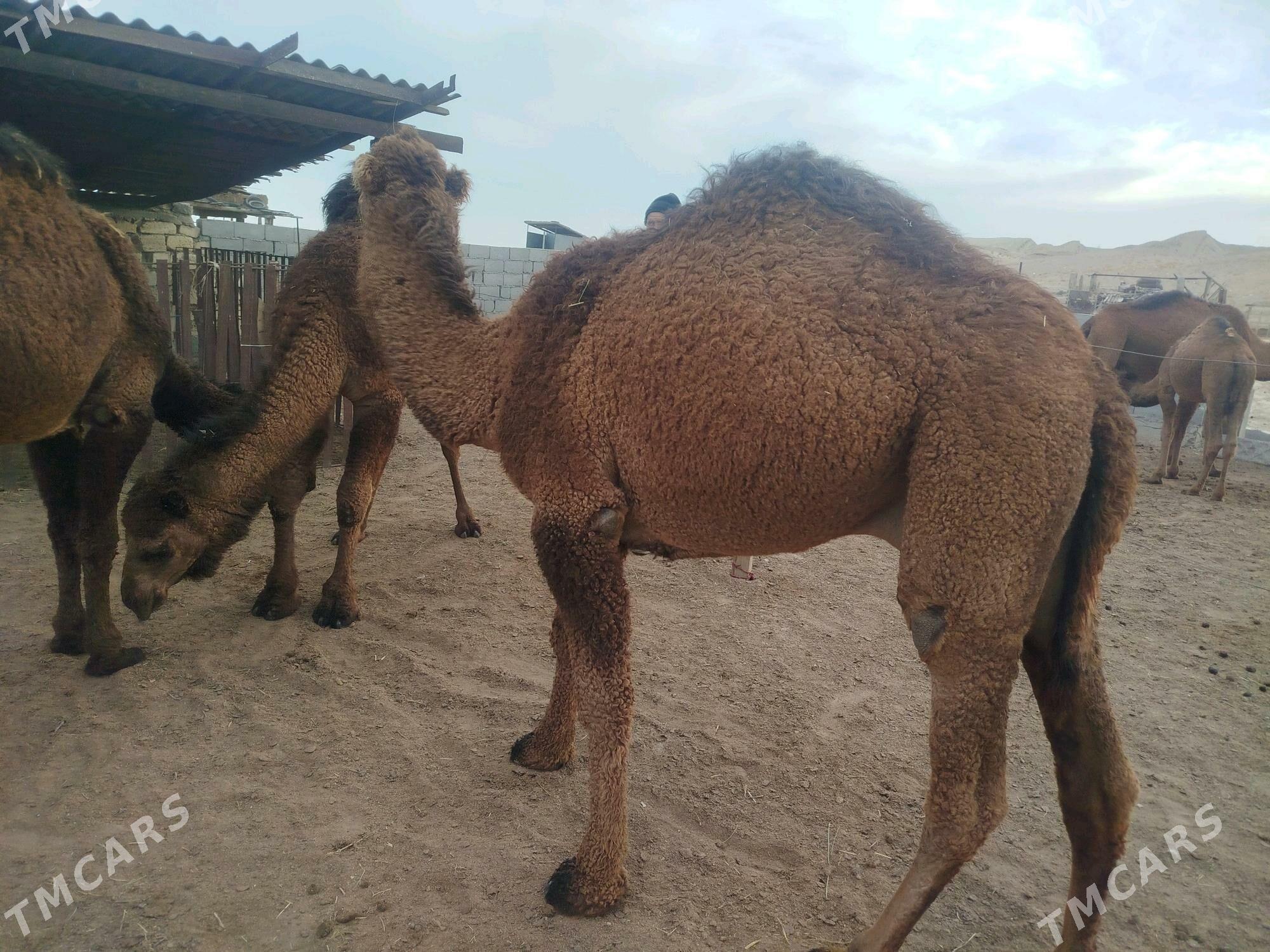 keşer - Bereket - img 5