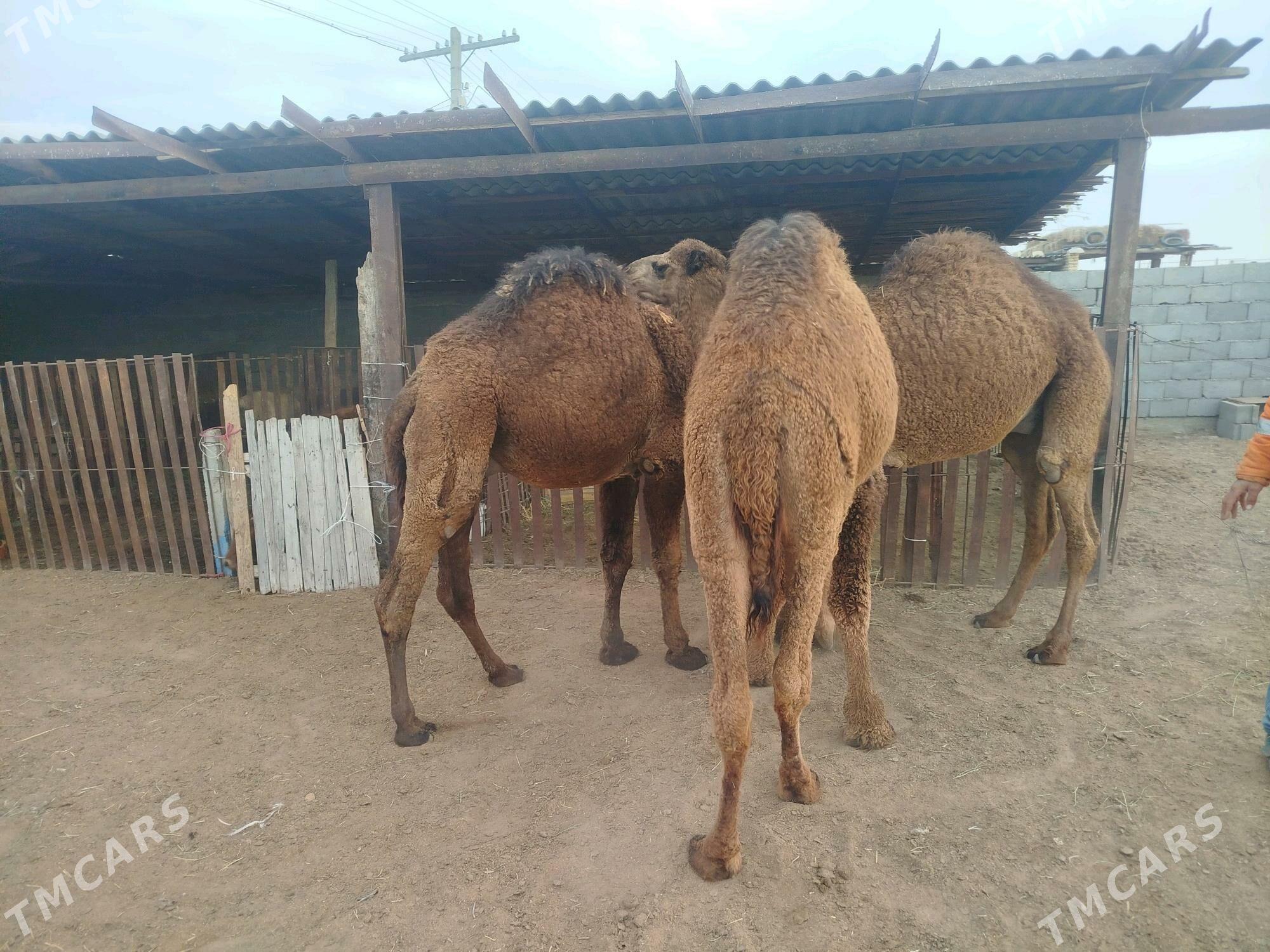 keşer - Bereket - img 6