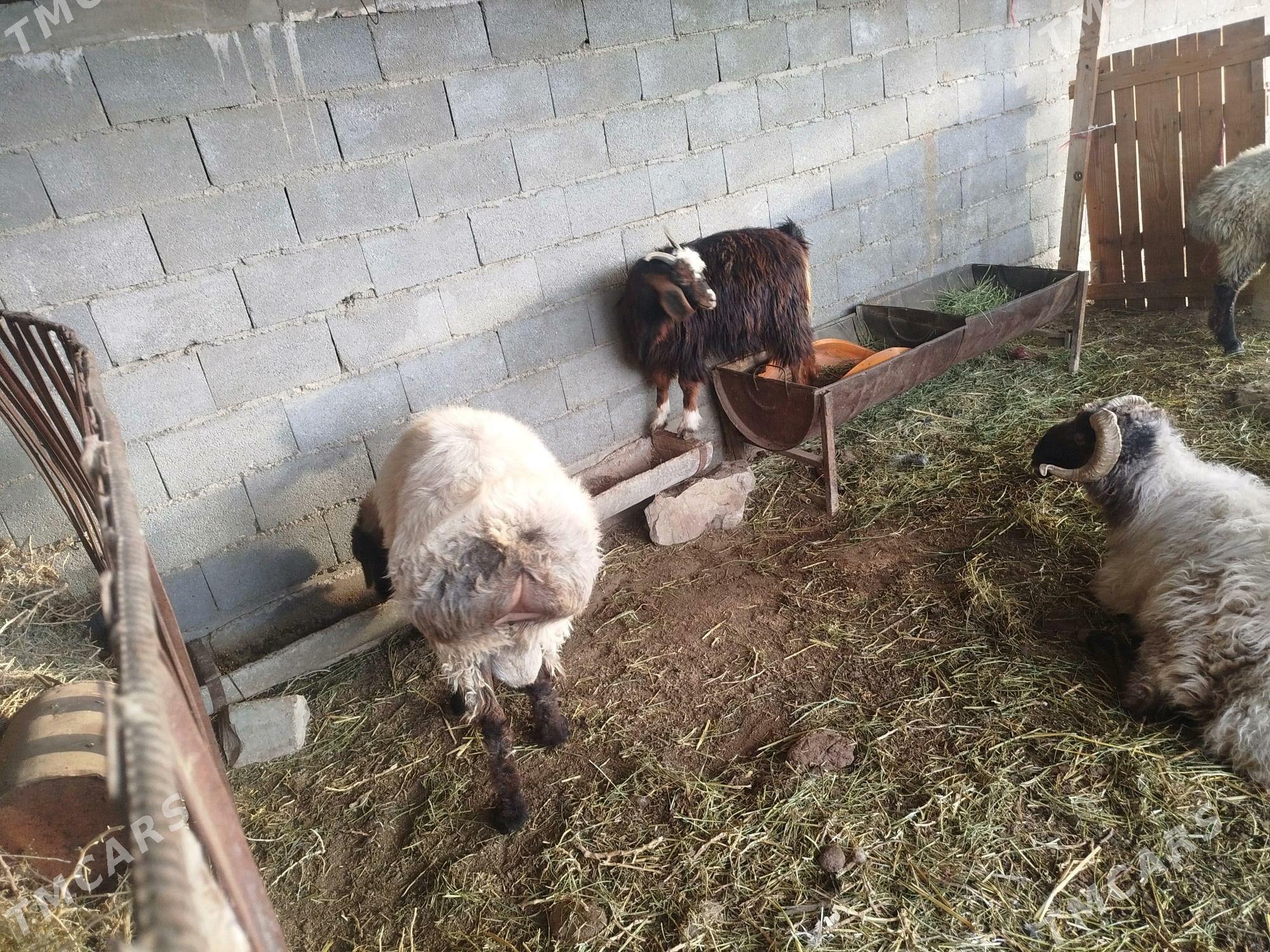 keşer - Bereket - img 8