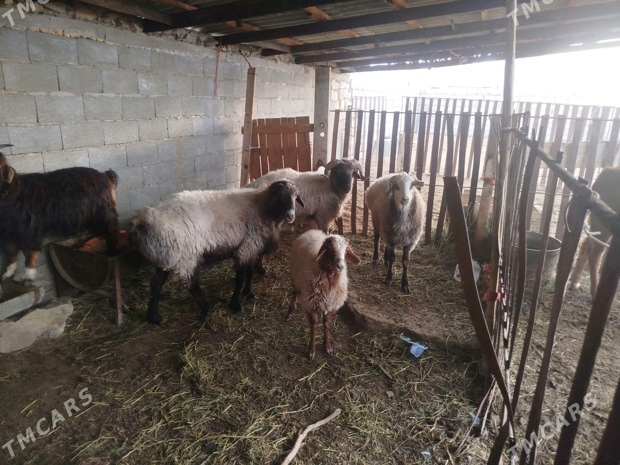 keşer - Bereket - img 10