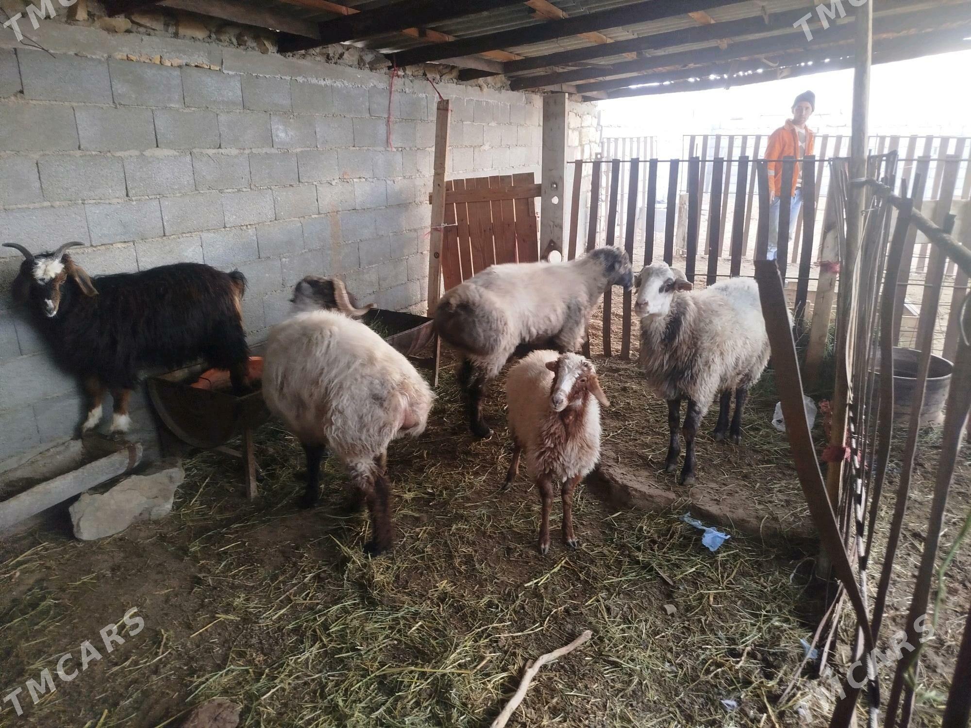 keşer - Bereket - img 9