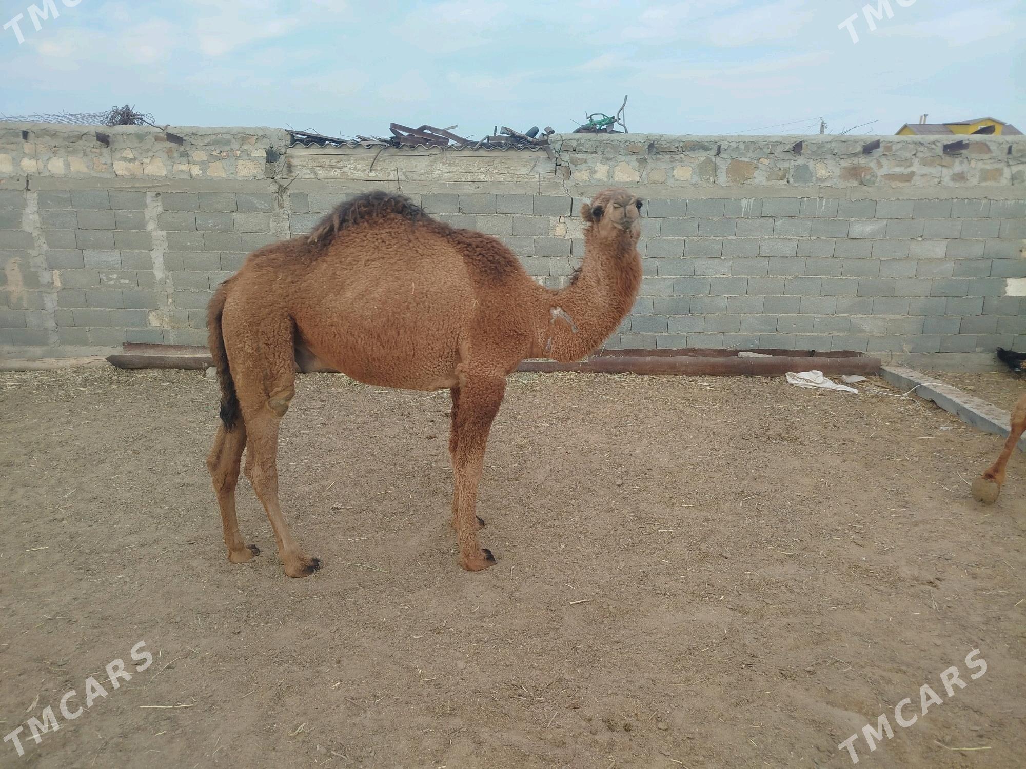 keşer - Bereket - img 3