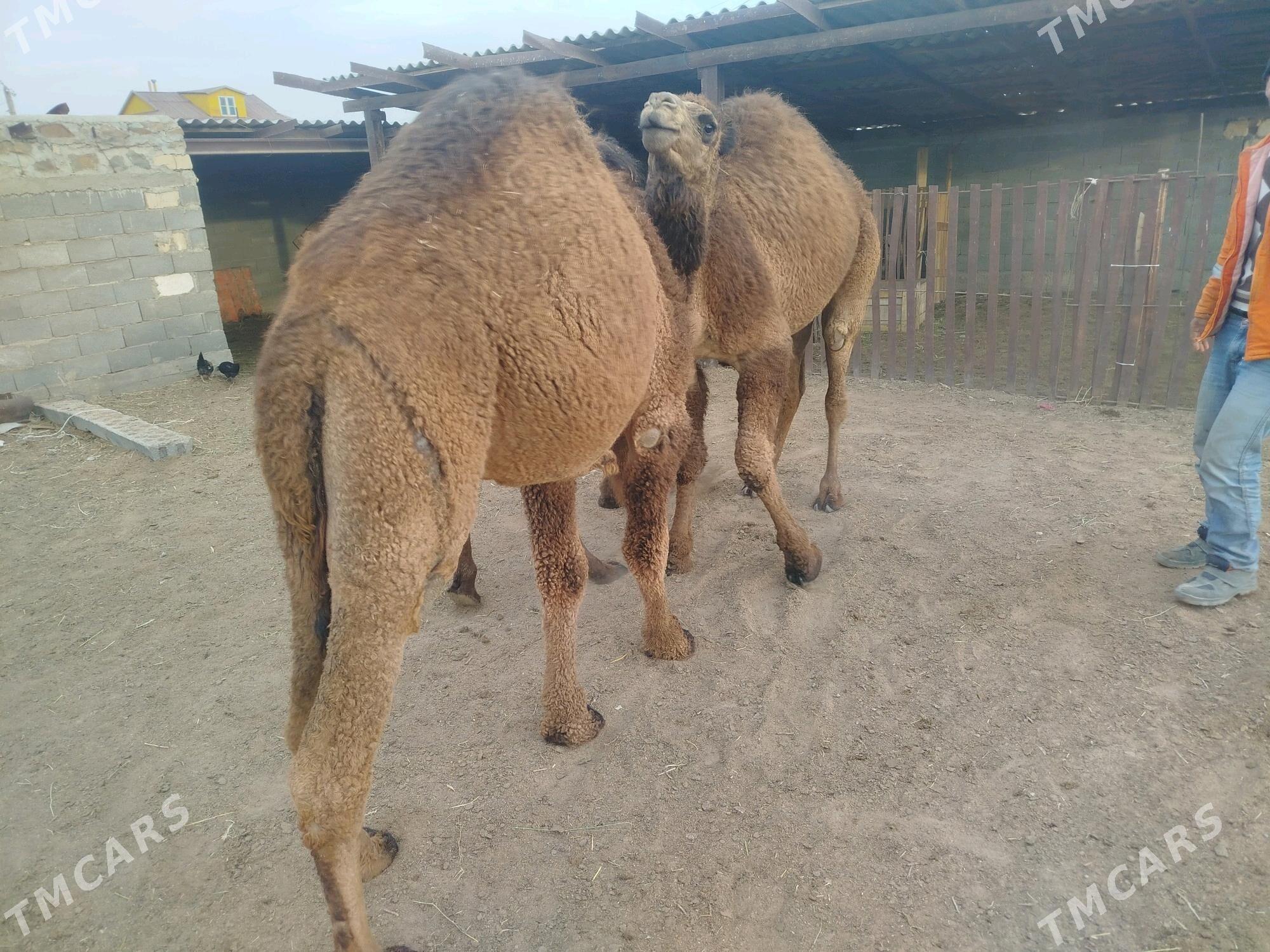 keşer - Bereket - img 2