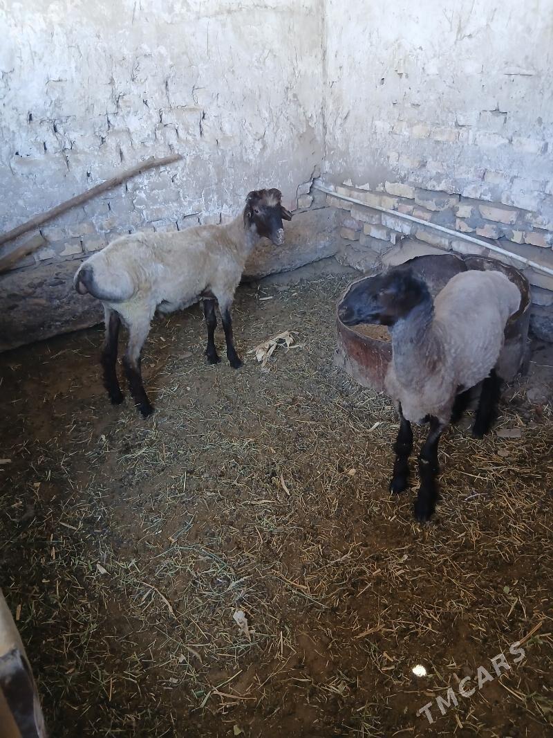 ЕРКЕЧ ТОКЛЫ - Сакарчага - img 2