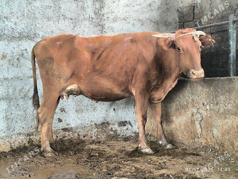 goleli sygyr - Çoganly - img 2