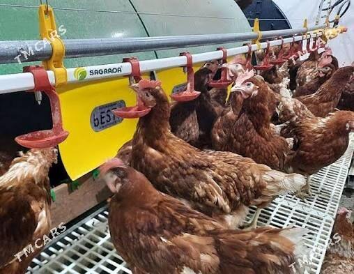 Towuk juyje üçin suwluk - Бабадайхан - img 3