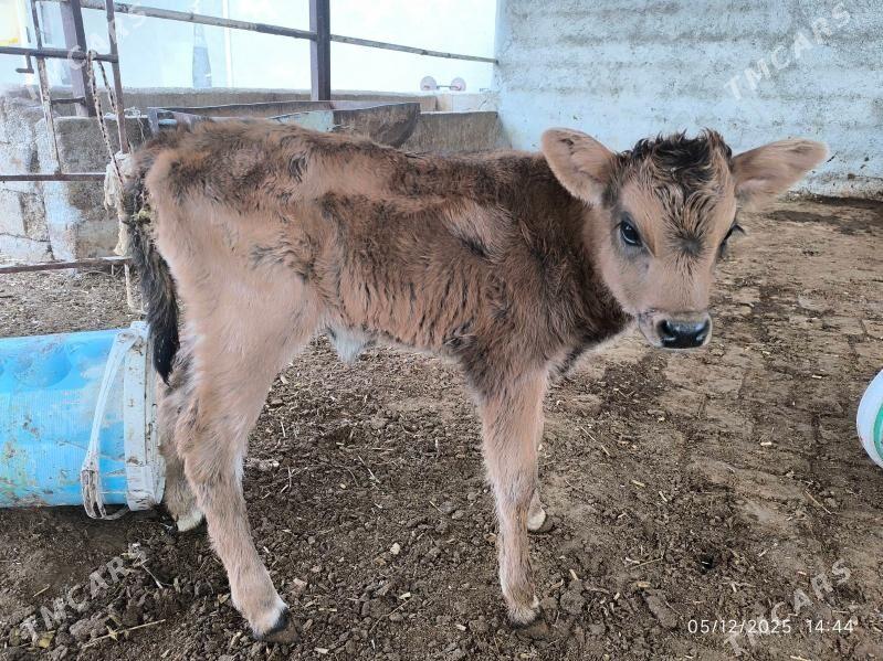 goleli sygyr - Çoganly - img 3