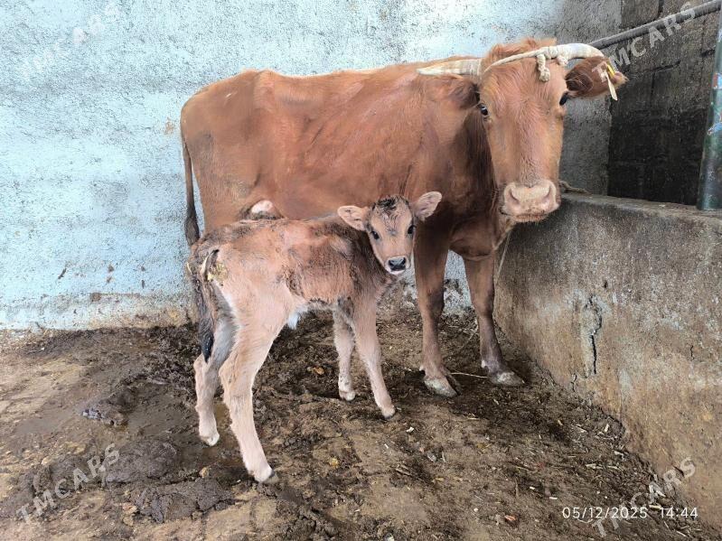 goleli sygyr - Çoganly - img 5