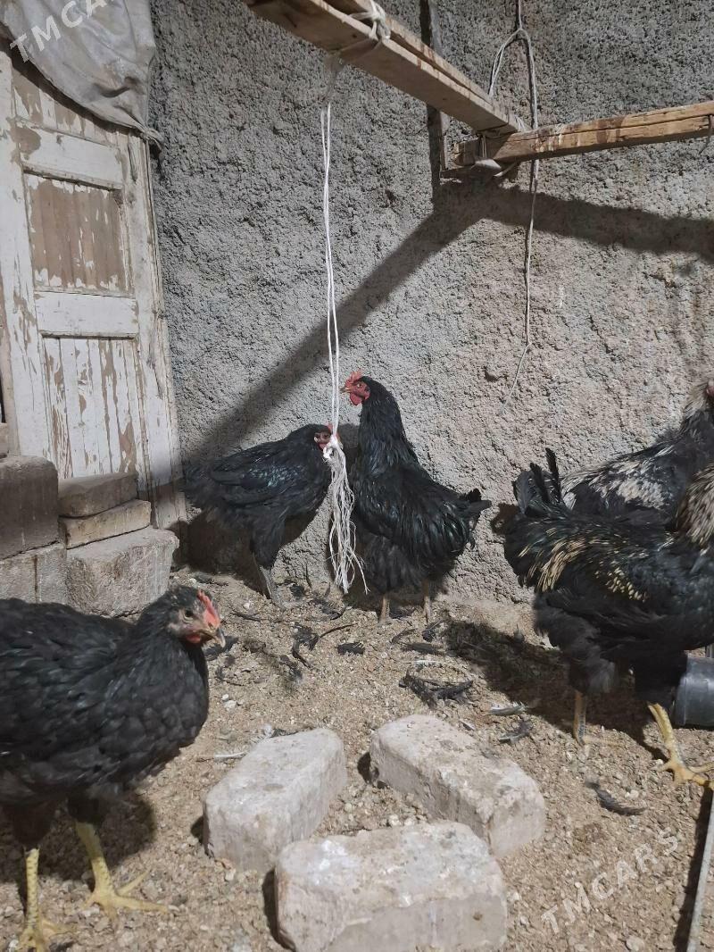 gigant - Херрикгала - img 3