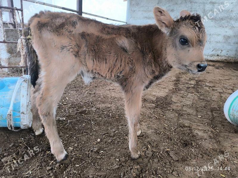 goleli sygyr - Çoganly - img 4