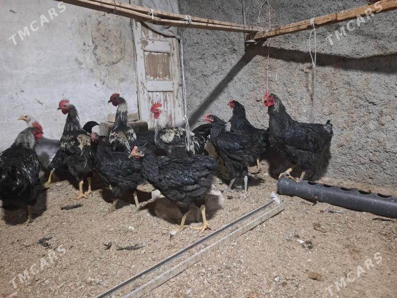 gigant - Херрикгала - img 2