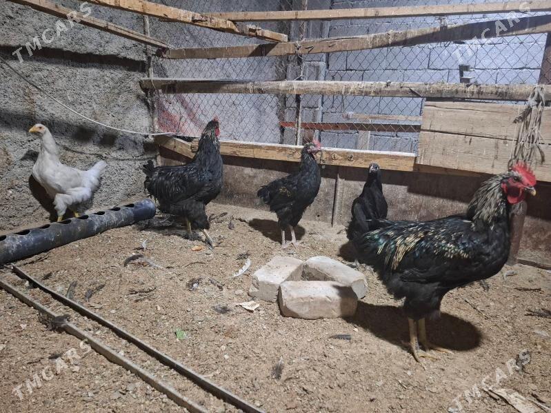 gigant - Херрикгала - img 4