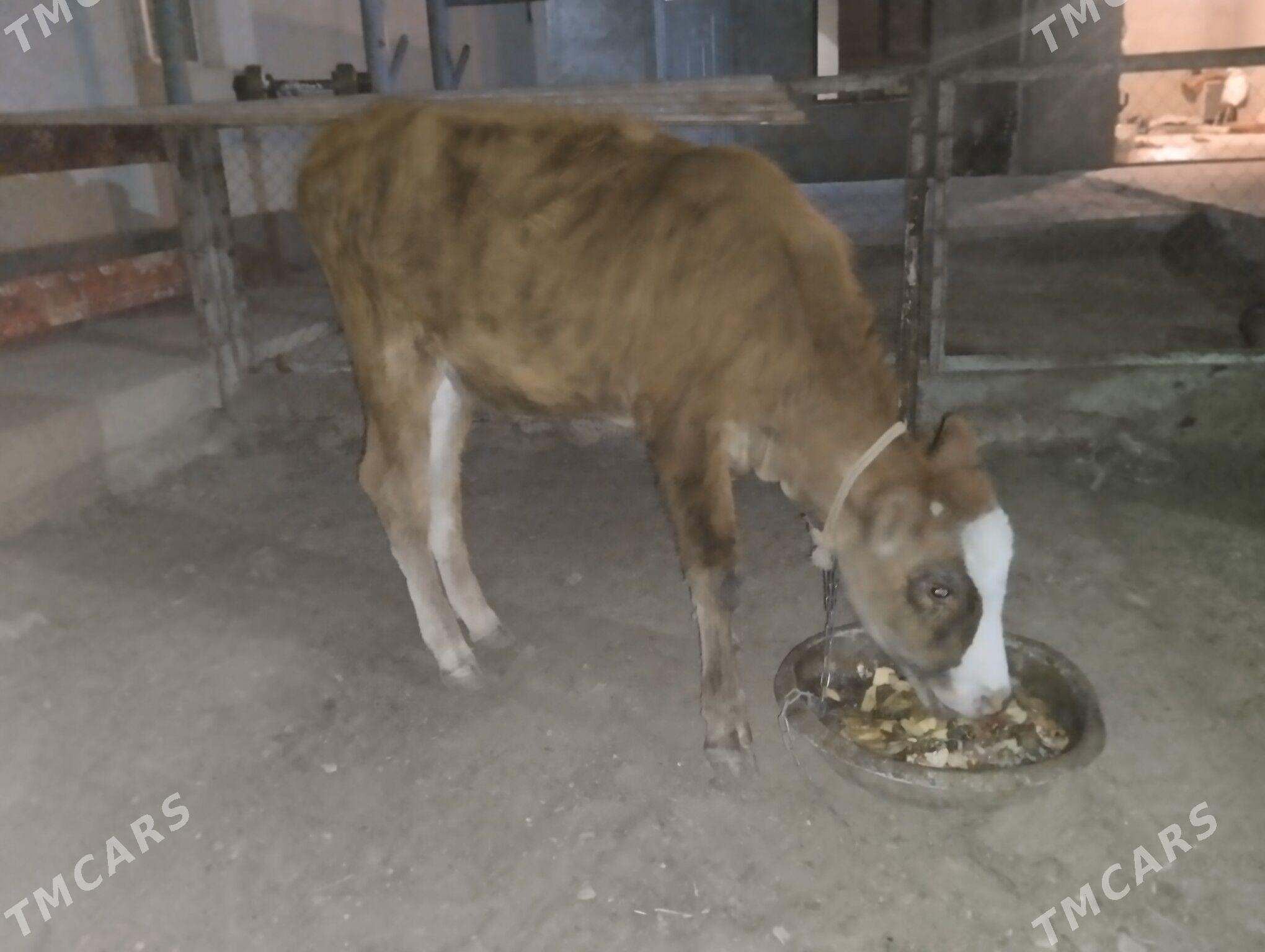 gaćar tana - Balkanabat - img 2