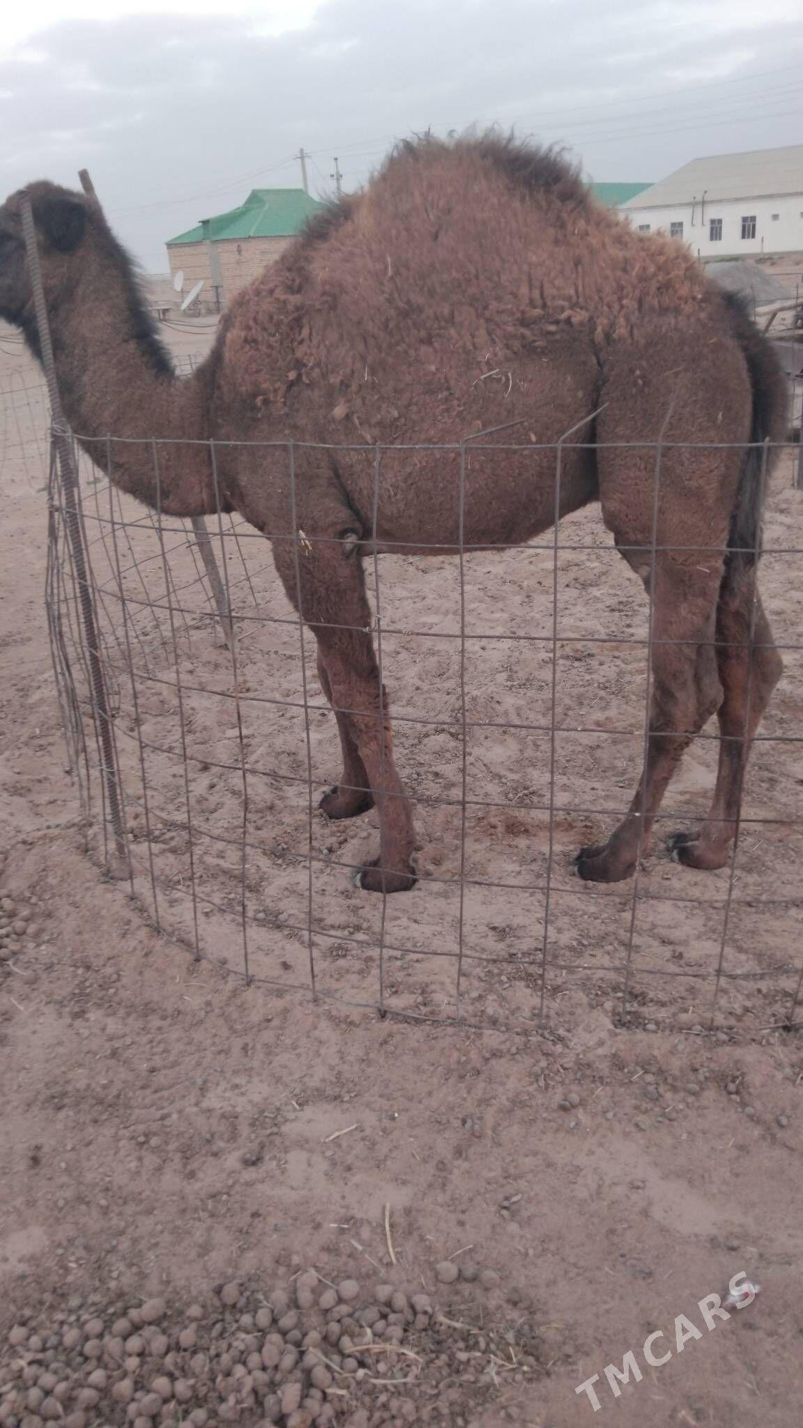 Duye torymly - Ak bugdaý etraby - img 2