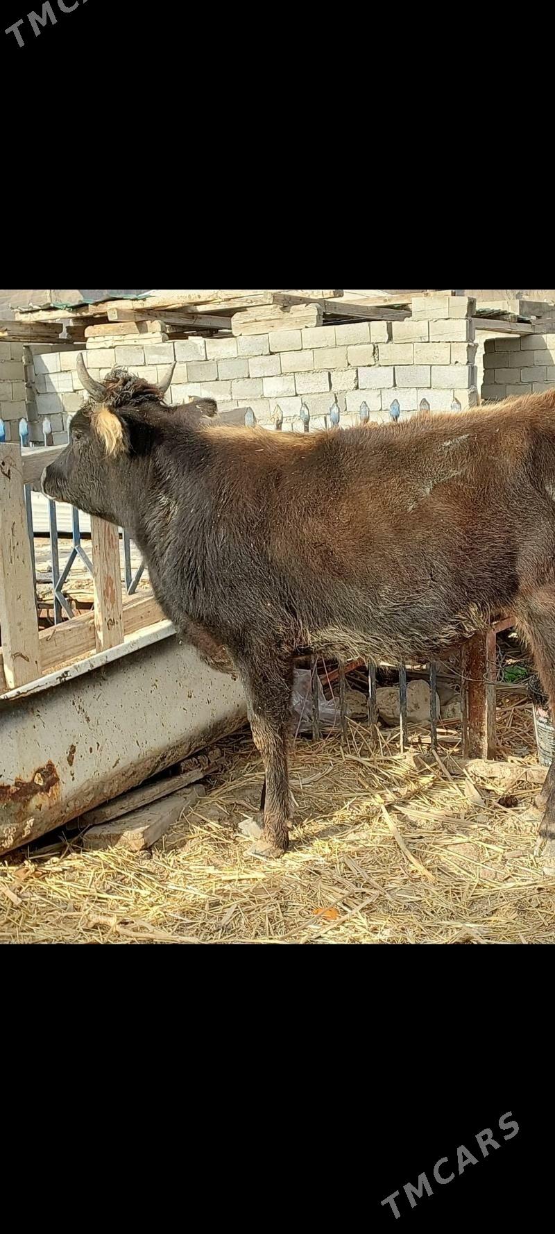 gysyr sygyr - Balkanabat - img 2