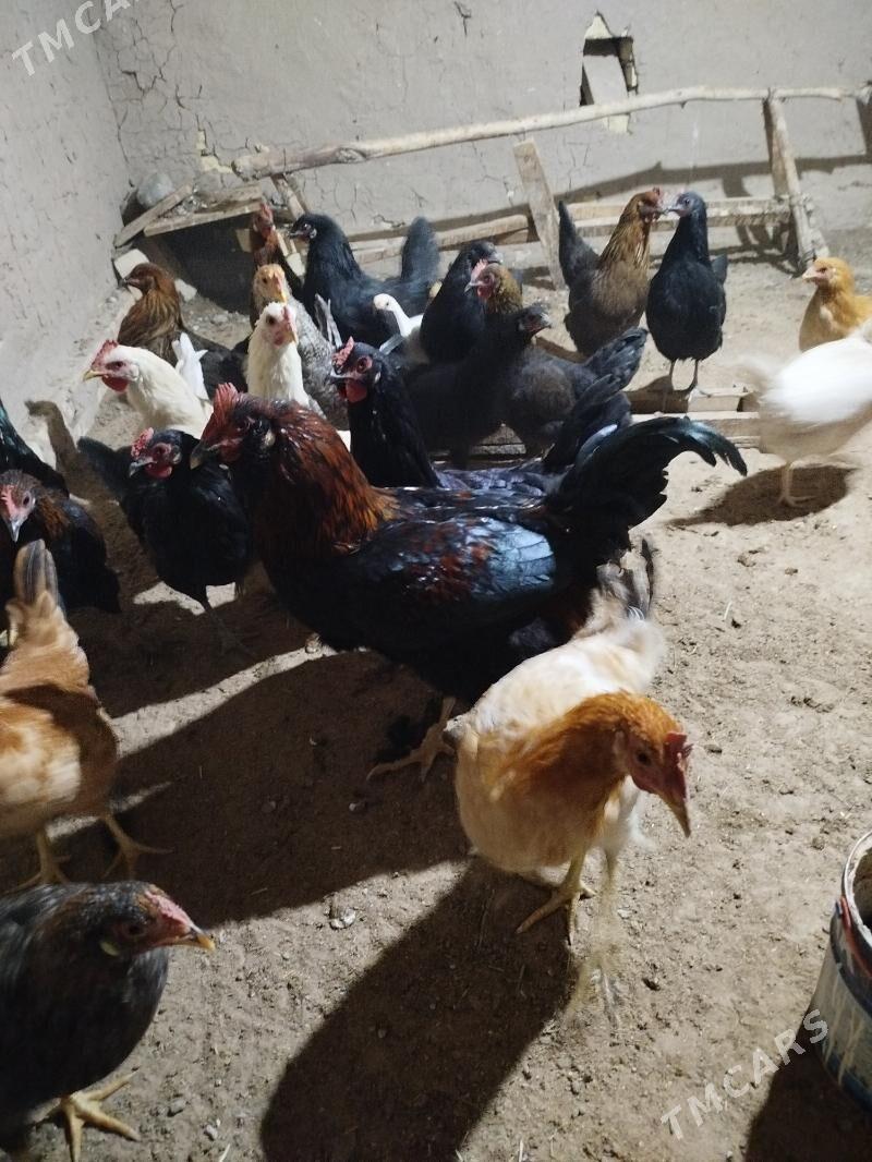 horaz - Мары - img 1