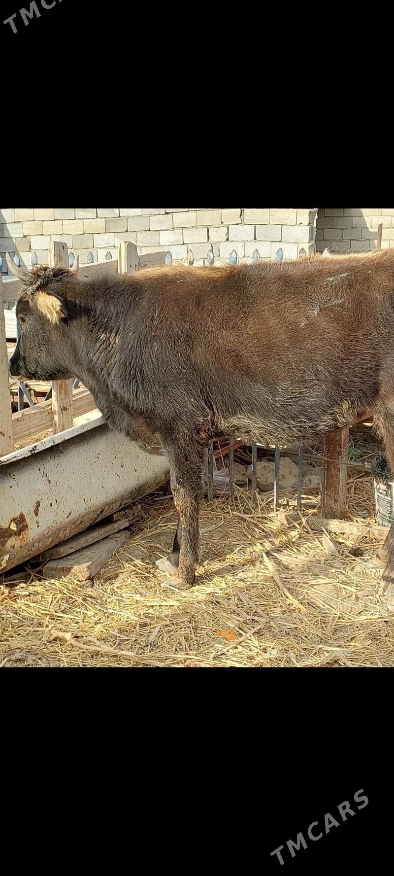 gysyr sygyr - Balkanabat - img 1