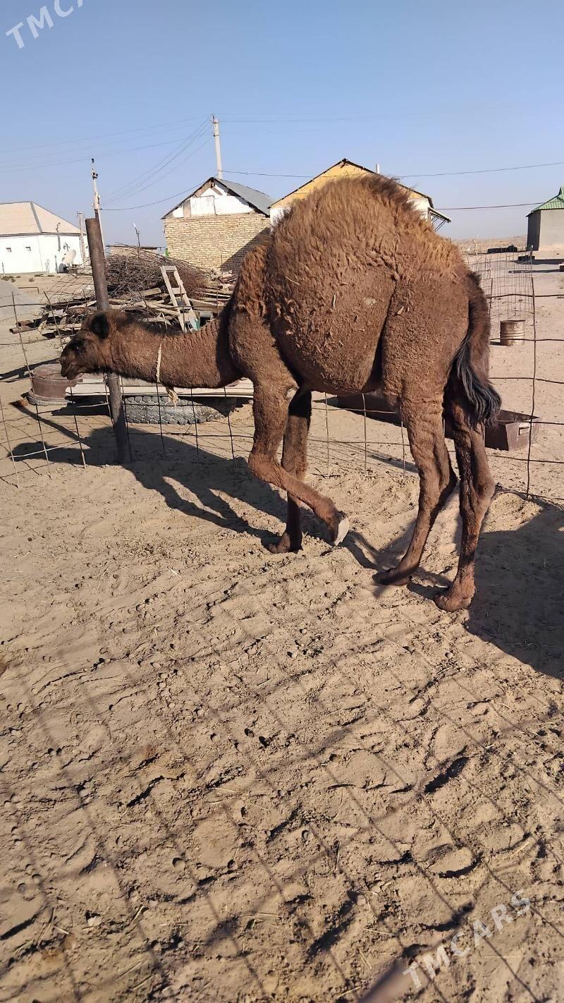 Duye torymly - Ak bugdaý etraby - img 4