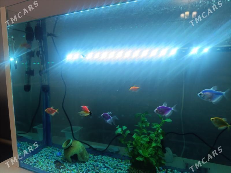 аквариум 100 литровы - Чарджоу - img 2