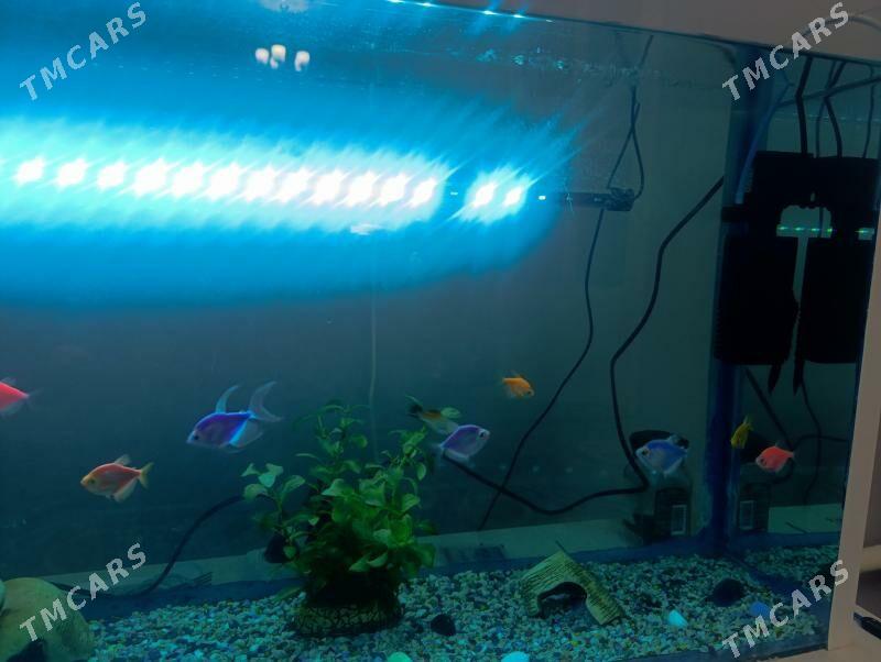 аквариум 100 литровы - Чарджоу - img 3