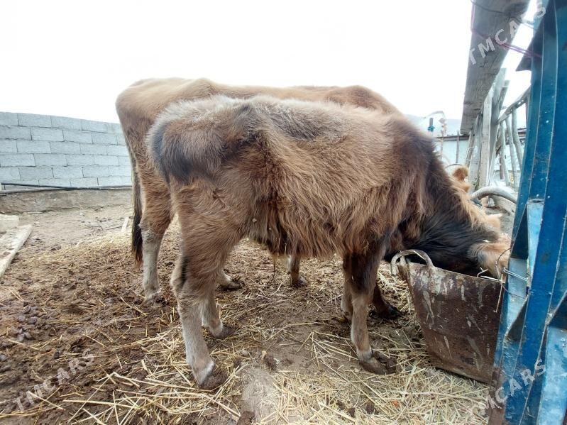 òkùz - Balkanabat - img 2