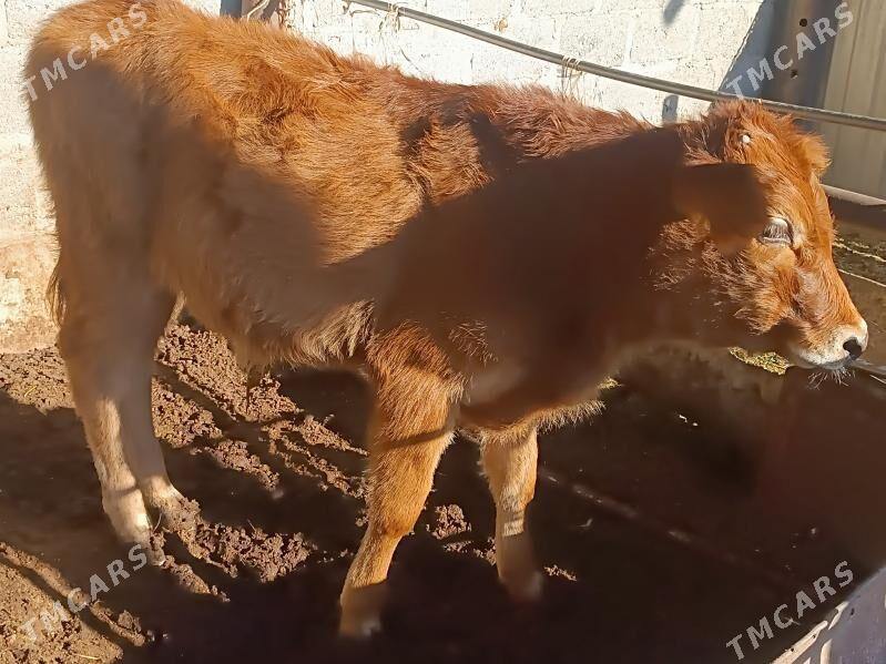 öküz - Гумдаг - img 2